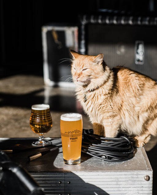 cat with beer at gravely brewing in louisville kentucky